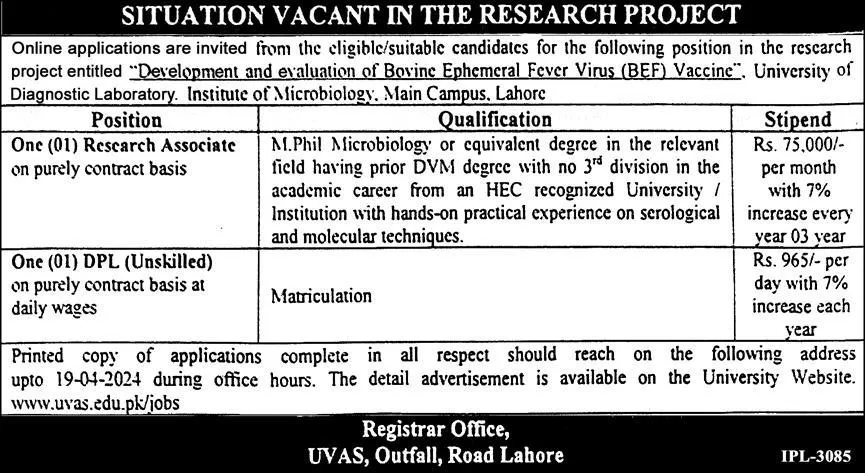 University of Veterinary & Animal Sciences (UVAS) Lahore Job – University of Veterinary and Animal Sciences Lahore Jobs 2024 — original advertisement
