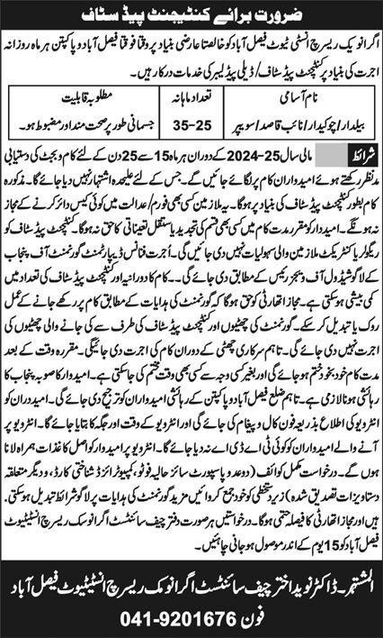 Agronomic Research Institute Faislabad Jobs 2024 Jobs 2024 — original advertisement
