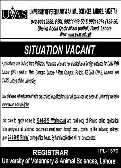 University Of Veterinary & Animal Sciences UVAS Jobs 2025 – University of Veterinary and Animal Sciences Lahore Jobs 2025 — original advertisement