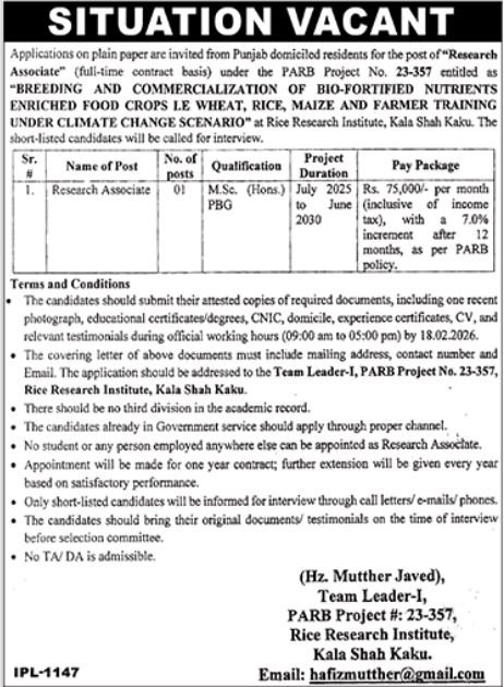 Rice Research Institute Kala Shah Kaku Job 2026 Jobs 2026 — original advertisement