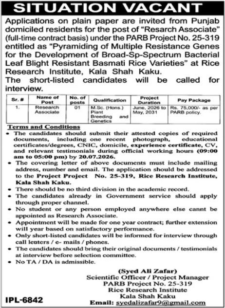 Rice Research Institute Kala Shah Kaku Job 2026 — original advertisement
