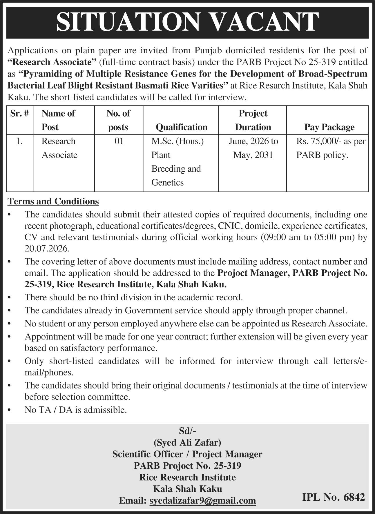 Rice Research Institute Kala Shah Kaku Job 2026 — original advertisement